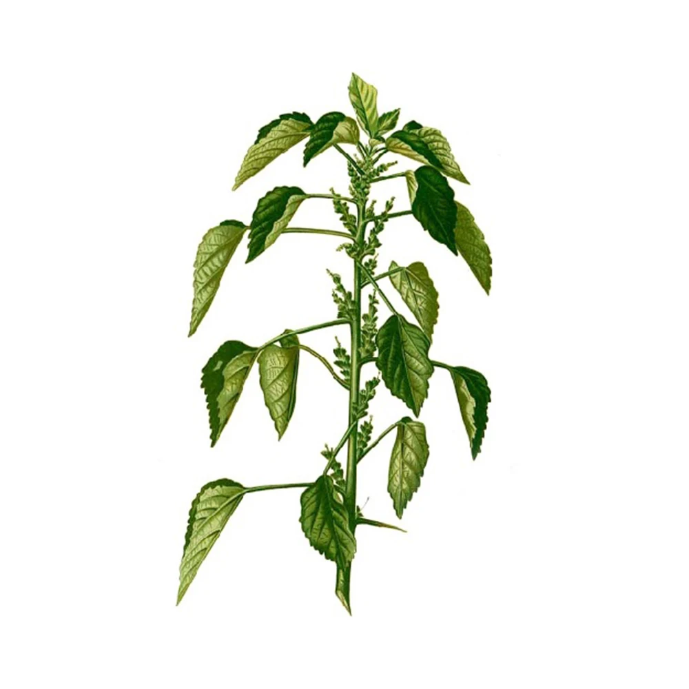 Ready To Export Kuppaimeni Powder Acalypha Indica Powder Buy At Wholesale Price