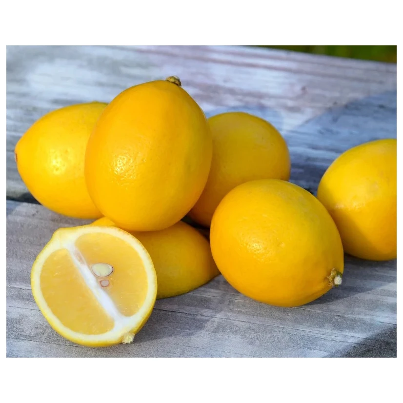 Wholesale High Quality Fresh Lemon Fresh Citrus Fruit For Sale Wholesale High Quality Fresh Lemon Fresh Citrus Fruit For Sale