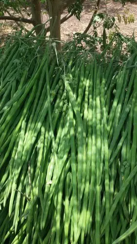 vegetable  drumsticks  best Price/ Wholesale Fresh Long Drumstick for sale