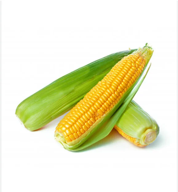 In Stock Fresh Organic Yellow Corn Maize Best Price Buy Bulk 50 kg Sweet Corn Seed Fast Delivery Available Now