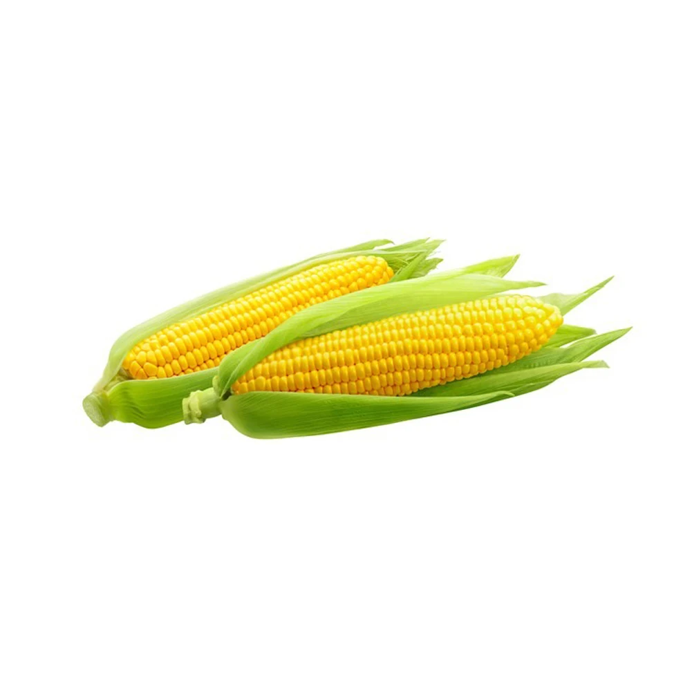 Dried Yellow Corn / Dried Yellow Maize / Dried Yellow Corn for Animal Feed
