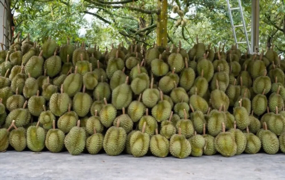Свежий дуриан Премиум дуриан Свежий весь фрукт специально отборный свежий дуриан из Вьетнама отличное качество надлежащая цена