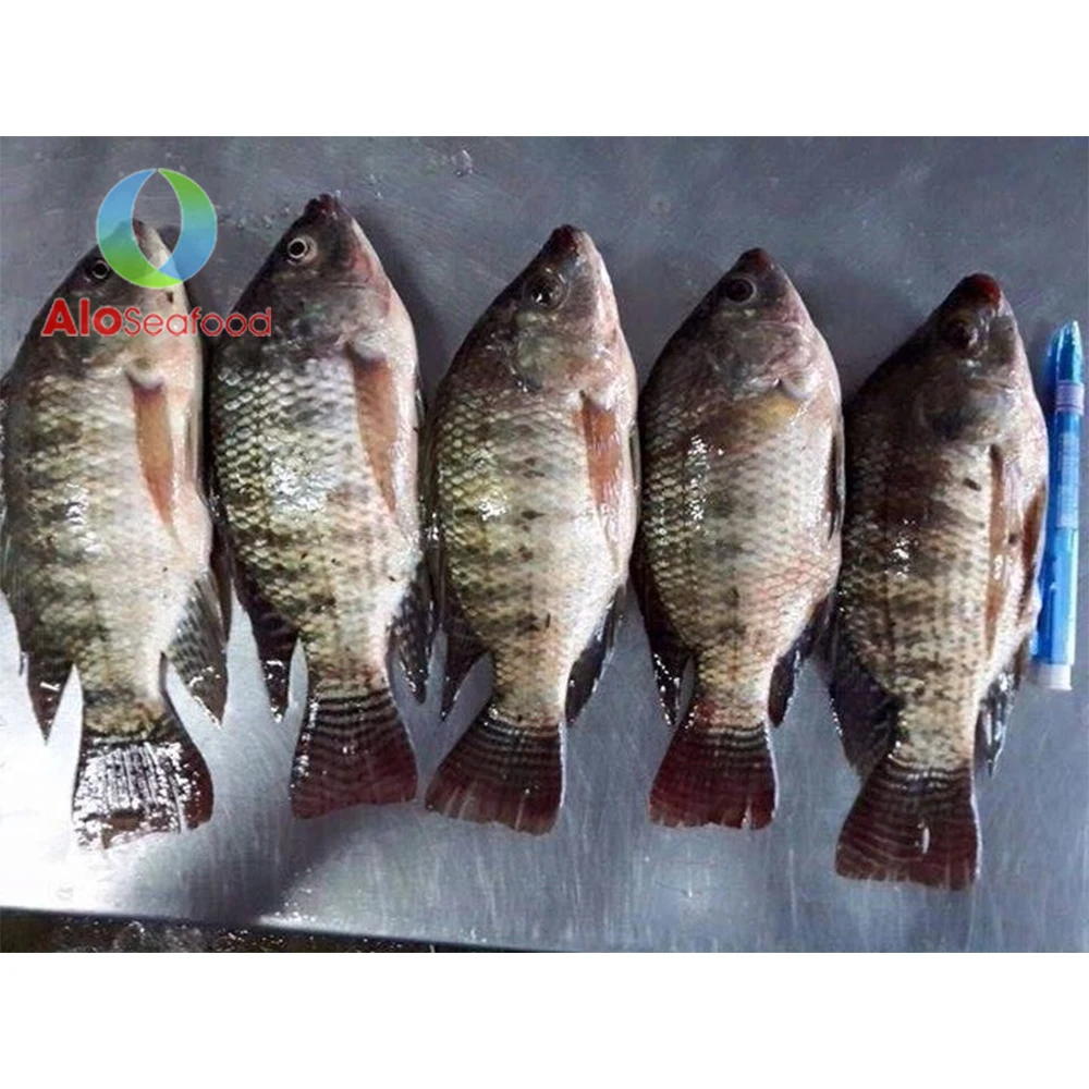Food Frozen Whole Black Tilapia at competitive price from Vietnam