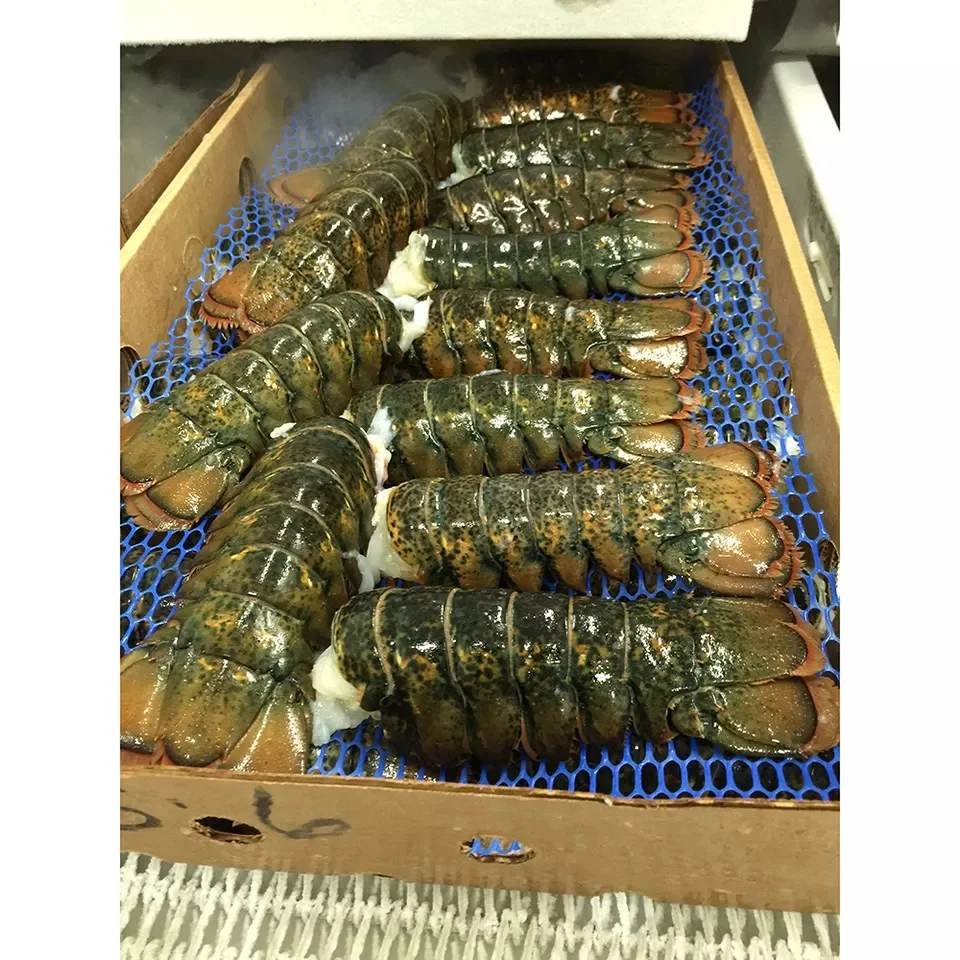 2023 New Product frozen Lobster live whole crayfish seasoned spicy crawfish now available