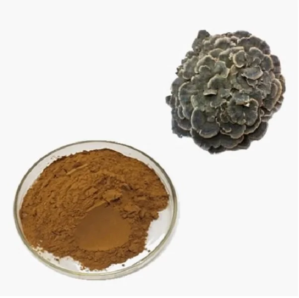 Turkey Tail Mushroom Powder at wholesale price