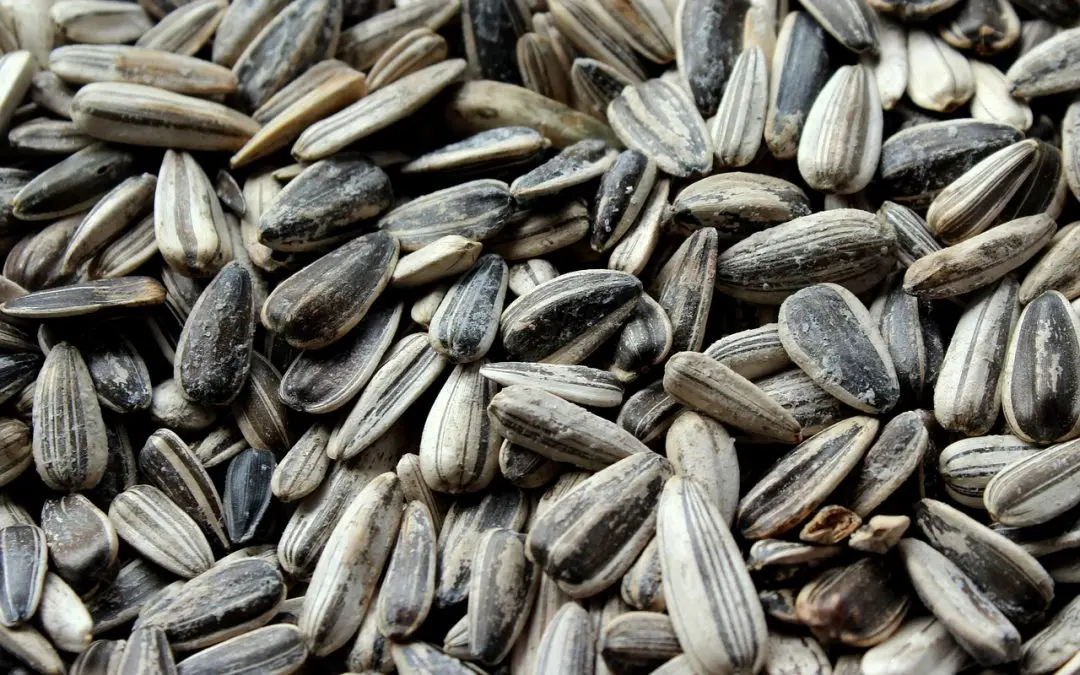 Sunflower Seeds 6.jpg