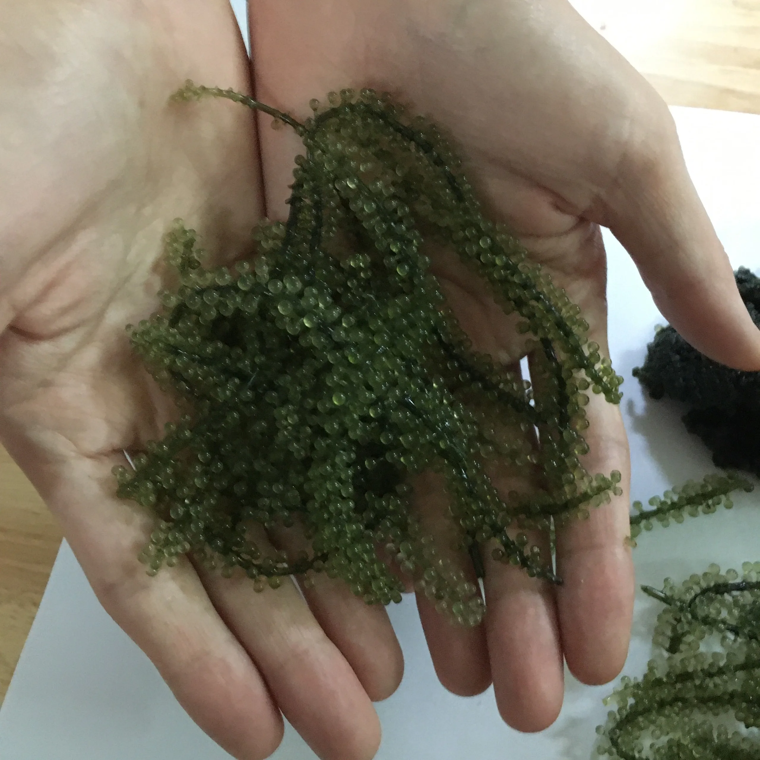 Wholesale Healthy Natural Delicious Dried Sea Grape Cheap Price