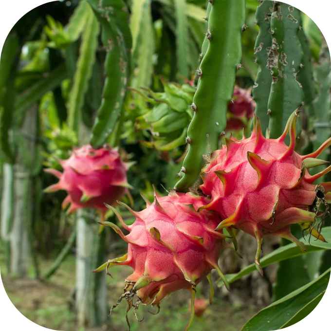 High Quality Fresh Dragon Fruit