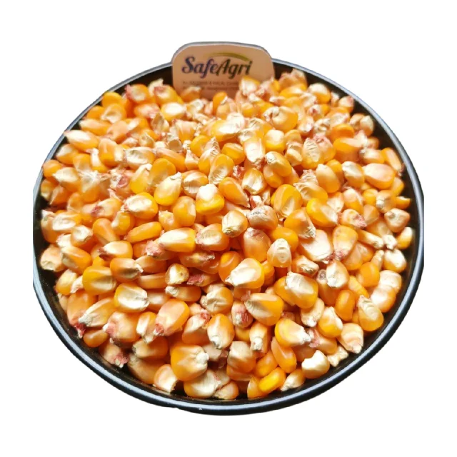 Yellow Corn of Superior Quality from IndiaPremium Grade Maize with 14% Max Moisture and AD Dried Yellow Colour for Animal Feed