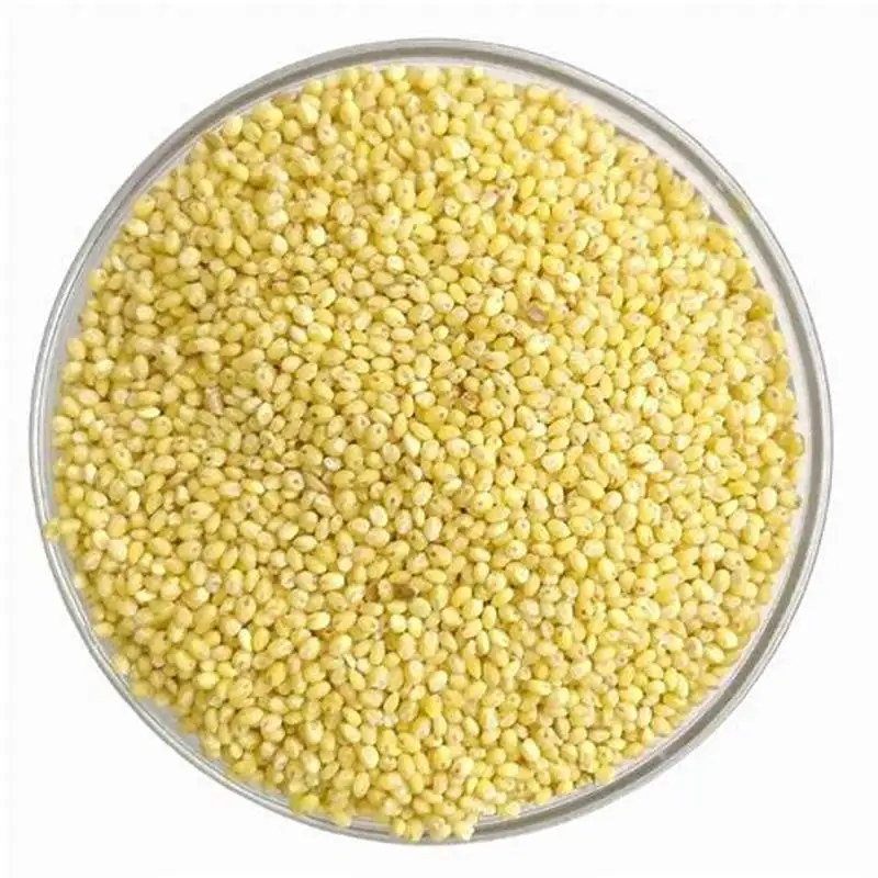 Red And White Sorghum For Sale / Sorghum Flour White / Sorghum Grains best prices available in bulk quantity