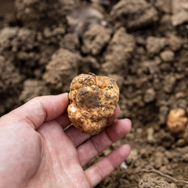 Italian Whole Bianchetto Truffle 90 g New Product 2023