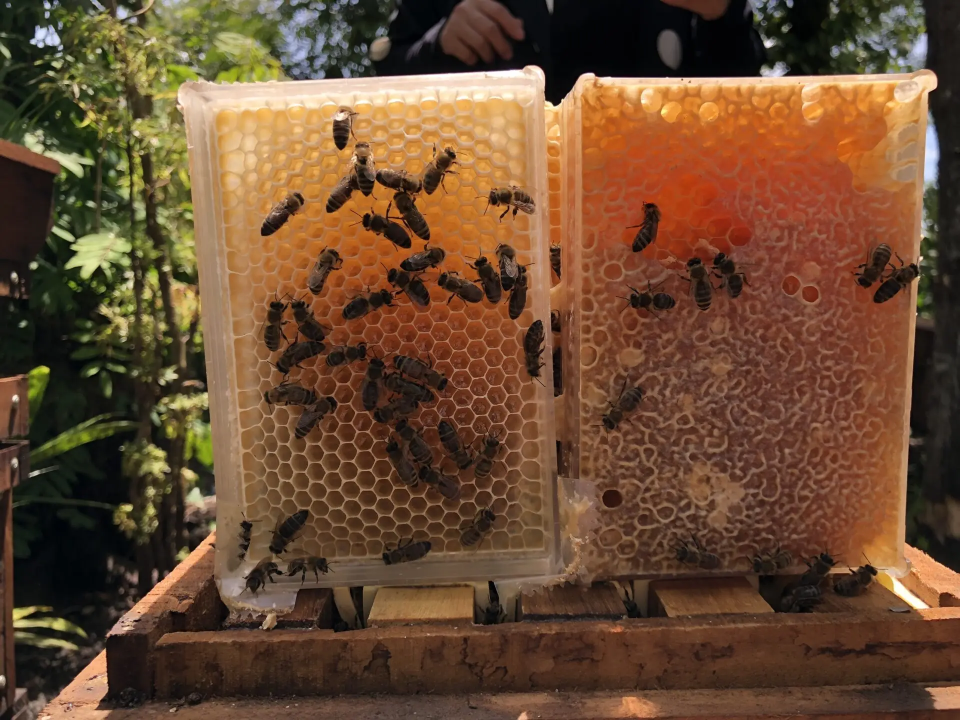 High-Purity Organic Bee Honey from Vietnam 100% Natural Additive-Free with Honey Box and Dispenser Healthy Raw Honey