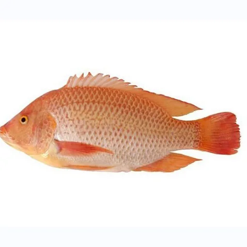 Fresh Frozen Red Tilapia Fish Red Snapper Tilapia Fish for Tilapia Fish Red Buyers origin frozen wholesale