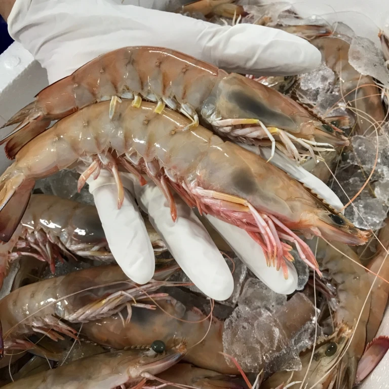 Wholesale Premium Vanamei Shrimp Frozen Black Tiger and White Shrimp Headless and Dried Packaged in Boxes