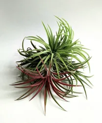 Air plant Tillandsia lonantha Bulbosa Medusa  Funckiana