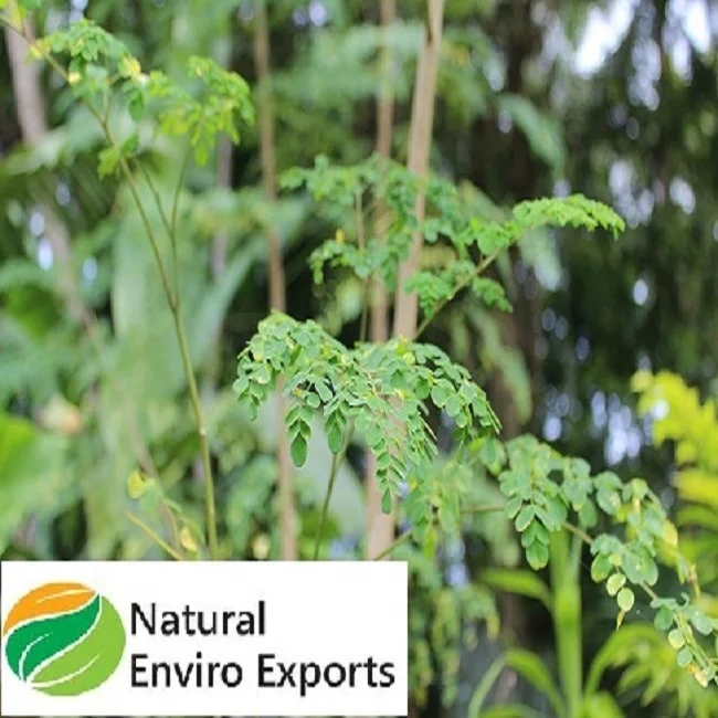 Polvo y tabletas de hoja de moringa organica de alto grado de la marca Enviro