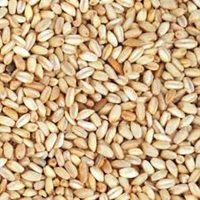 High Quality First Class Wholesale Shell Wheat