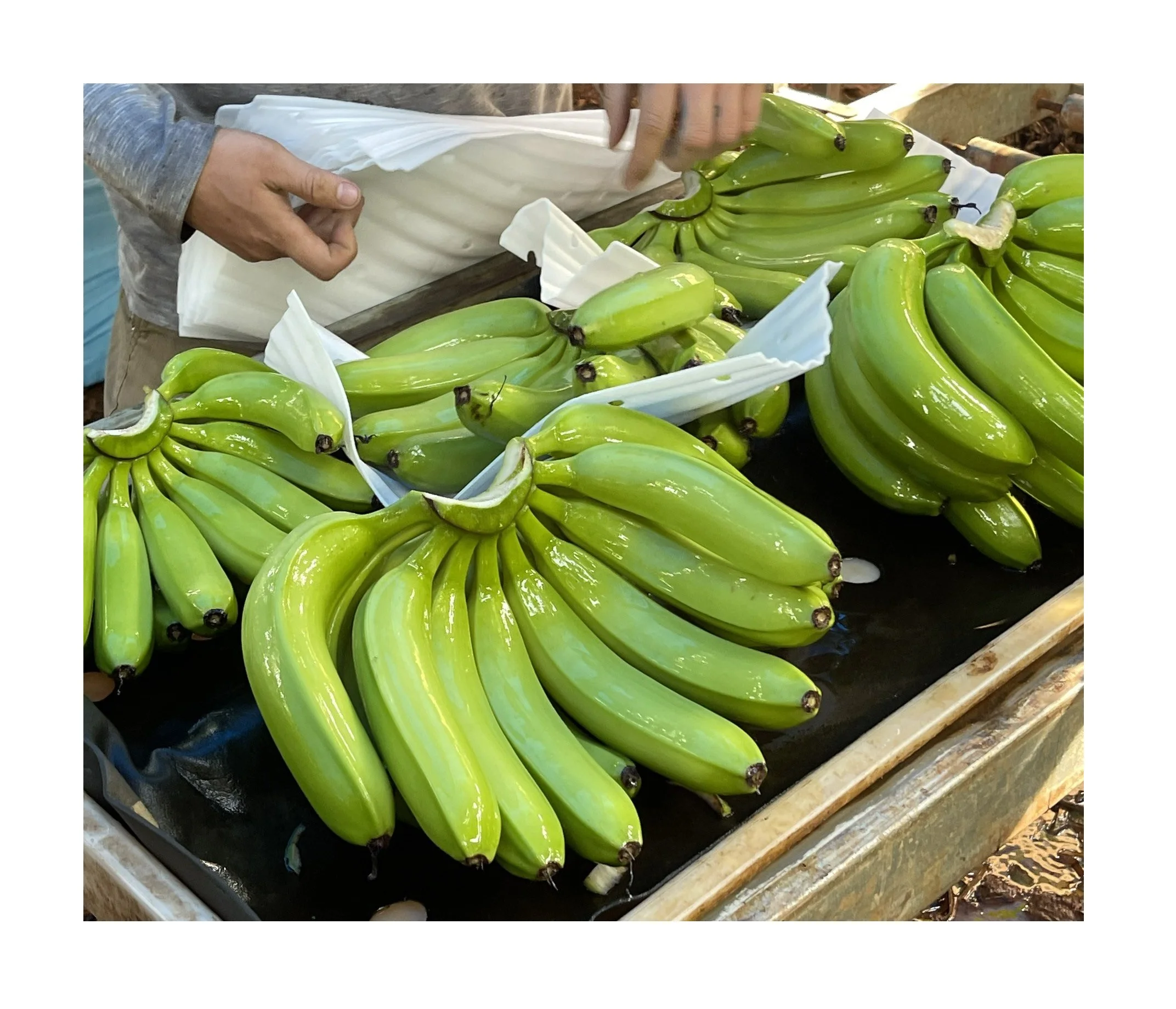 FRESH GREEN BANANA WITH HIGH QUALITY AND GOOD PRICE FROM VIETNAM FOR EXPORT TO WORLDWIDE