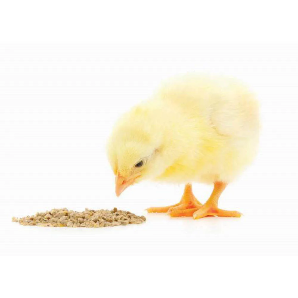 Hot Sale H Type Price Chicken Cage for Day Old Baby Chicks