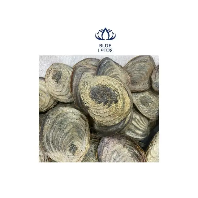 Best Price Operculum Murex From Vietnam To Do Perfume