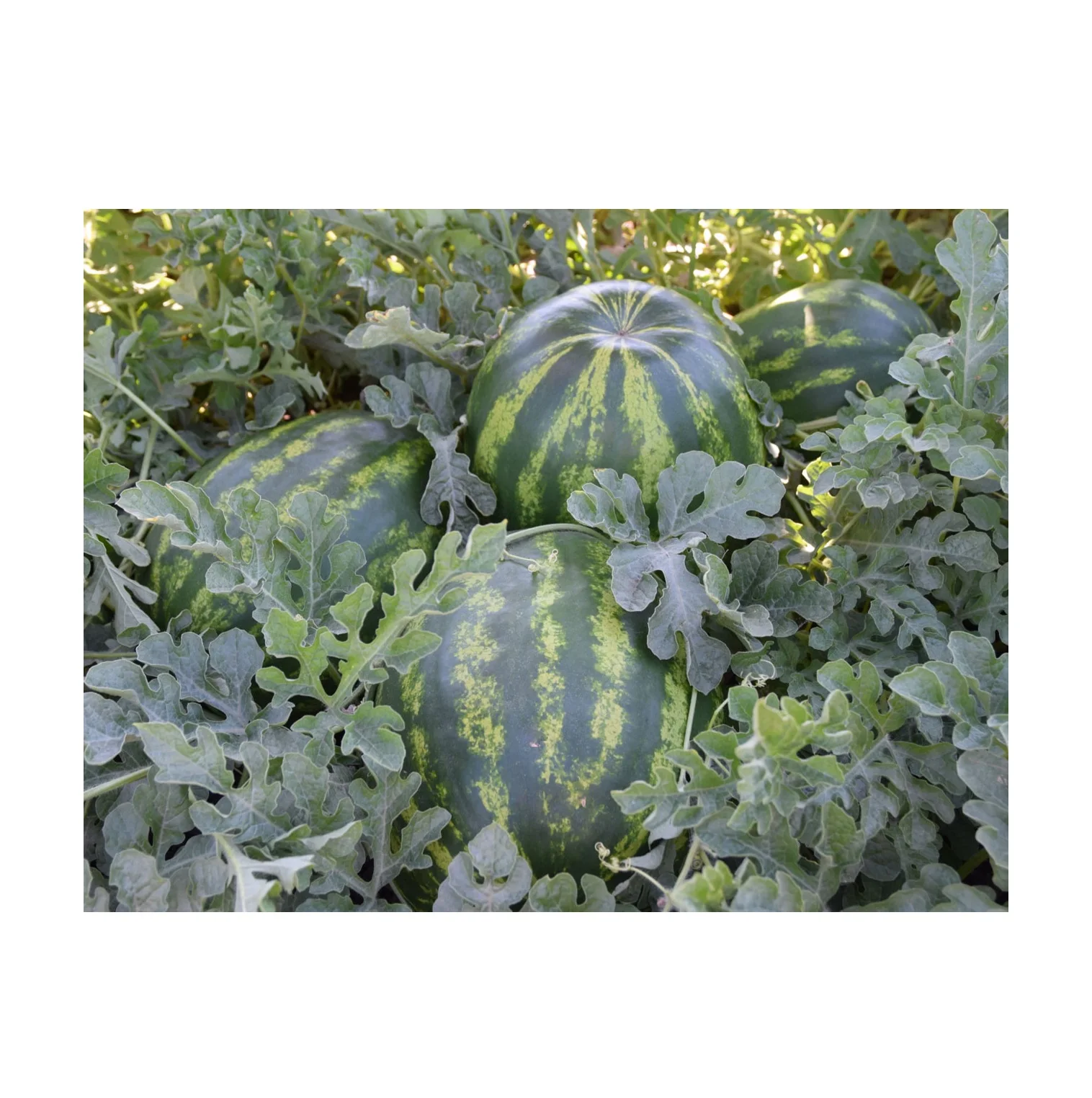 Hot Selling 100% Natural Sweet Watermelon Fruit Concentrate /Puree With 500g/1kg/10kg per bag Packaging
