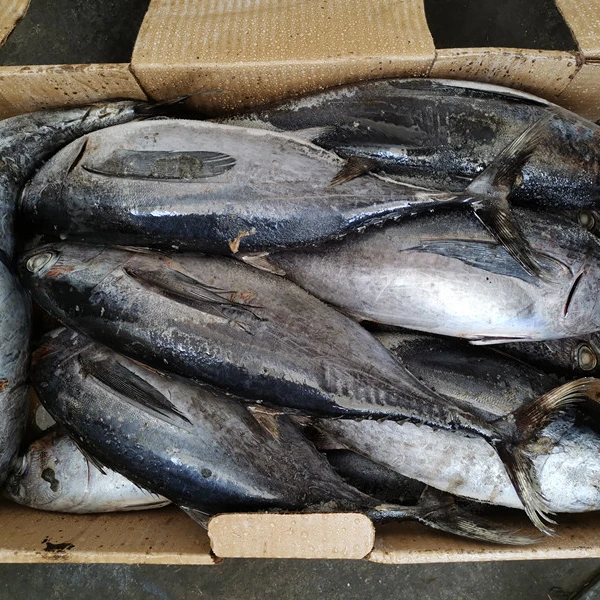 Sell Frozen whole round tuna, skipjack, yellow fin, big eye, bonito
