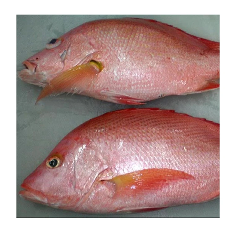 Processed Frozen Sea Bream - Red Sea Bream - Seafood