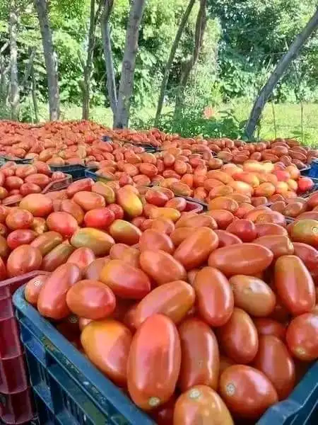 Buy Fresh Tomato Canned Peeled Tomato Dice 400g with High Quality