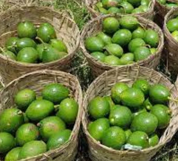 AVOCADO DICE / SLICED AVOCADO/ FROZEN AVOCADO at ug