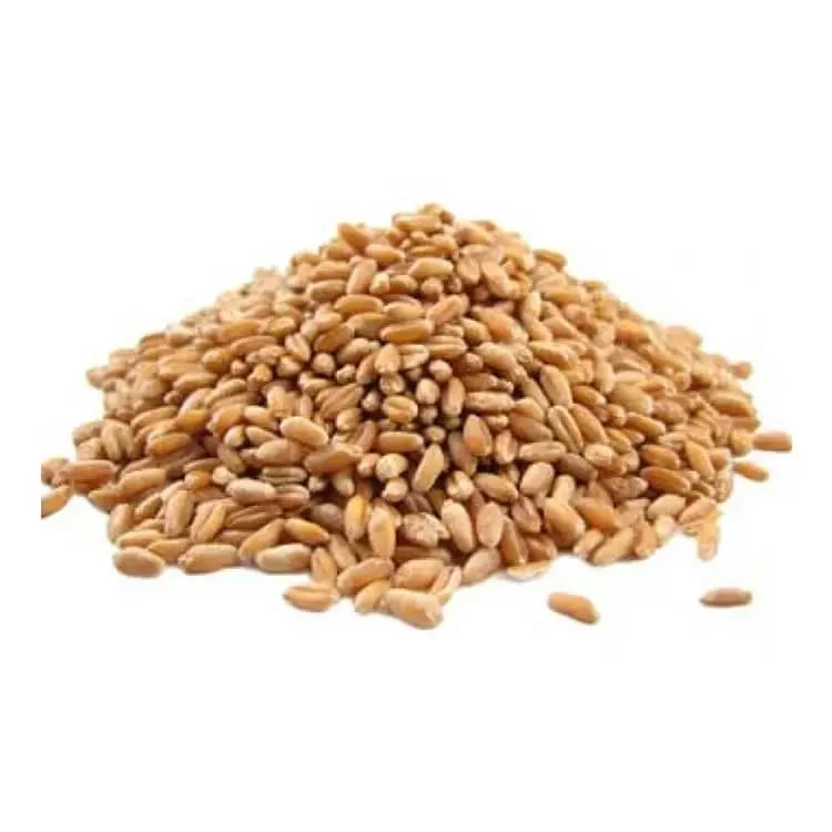 Factory Price Whole Wheat Grain Non GMO 100% Natural seeds