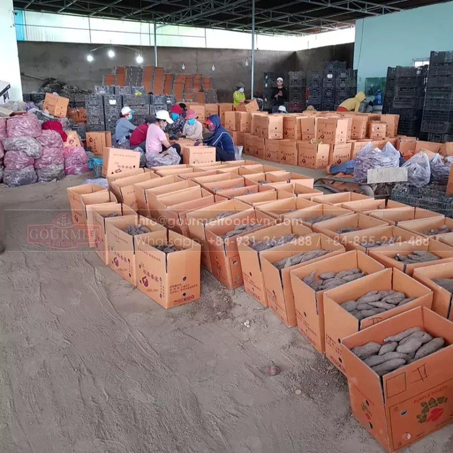 Potato In Good Quality In Bulk