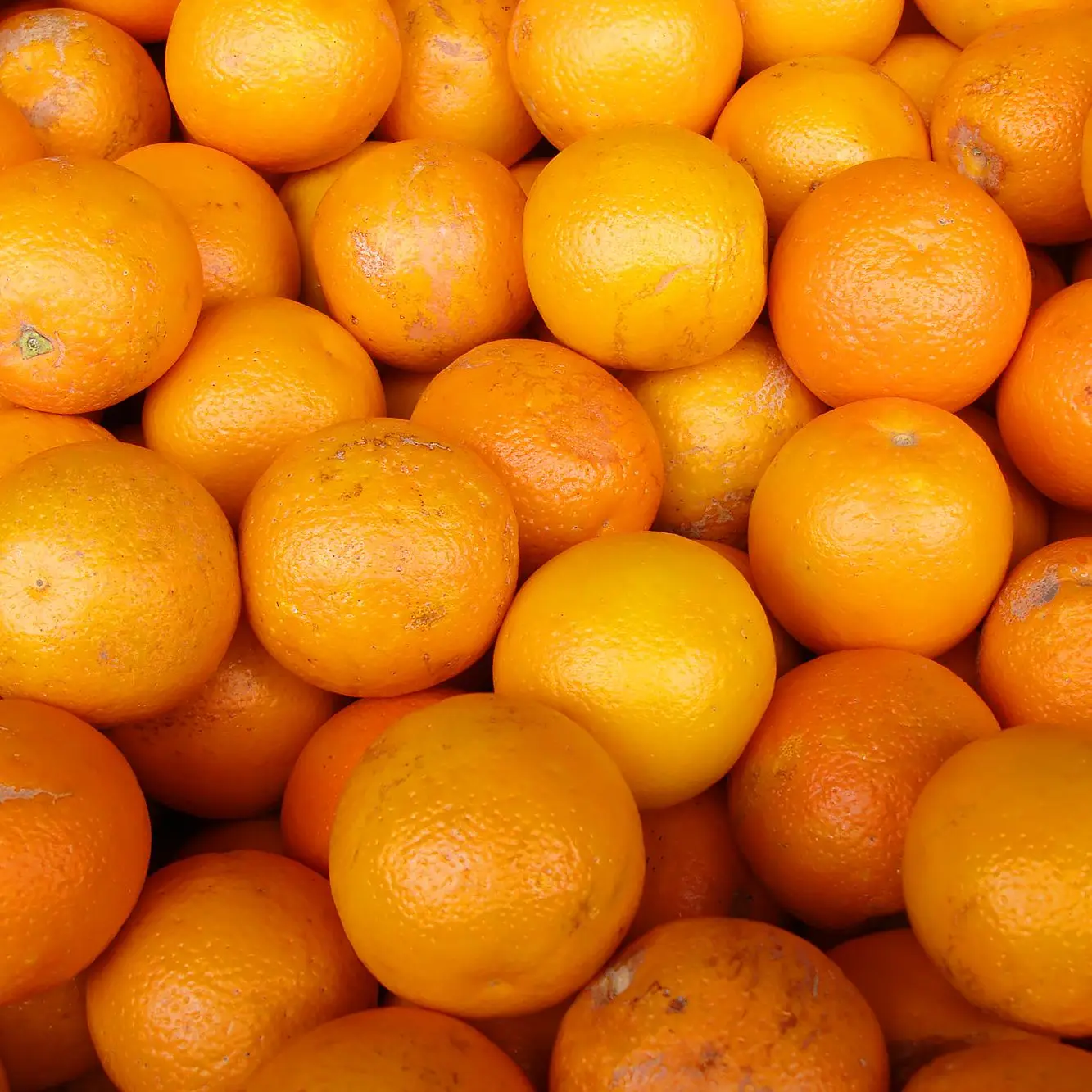 Fresh Navel Valencia oranges Fresh Citrus from egypt......