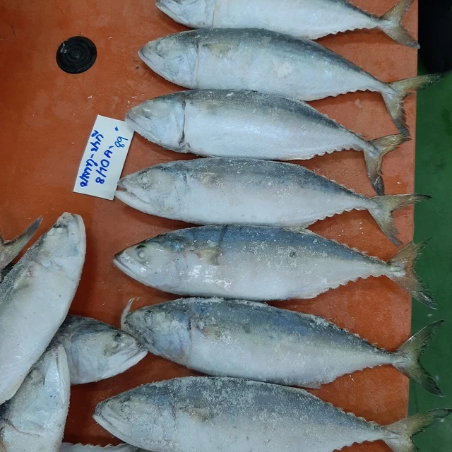 Fresh Frozen Tuna Hgh Quality size 8/10 one box weight 10 KG Cheap Price