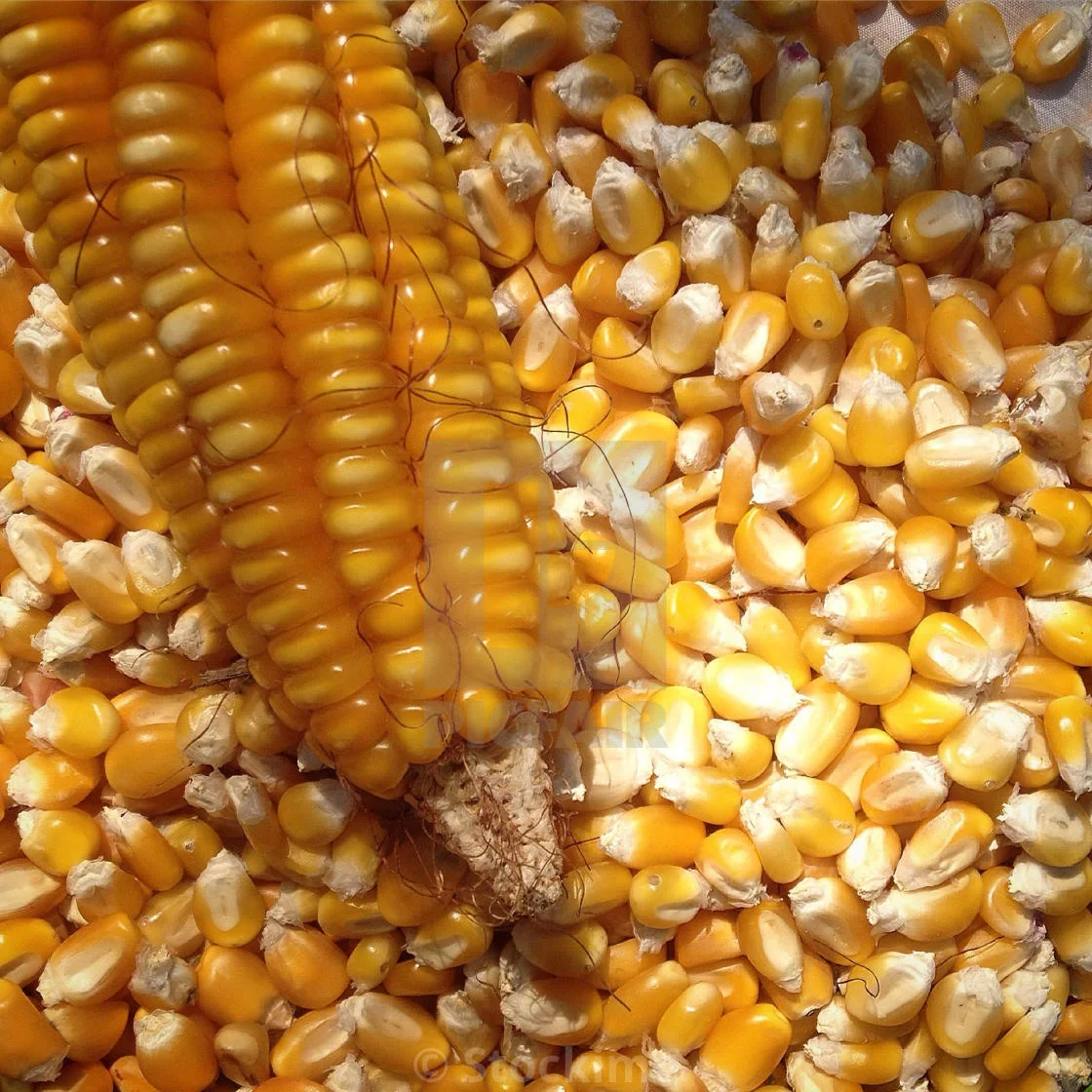 yellow corn prices yellow corn for human consumption Dried Yellow Corn Dried Yellow Maize yellow corn for animal feed grade