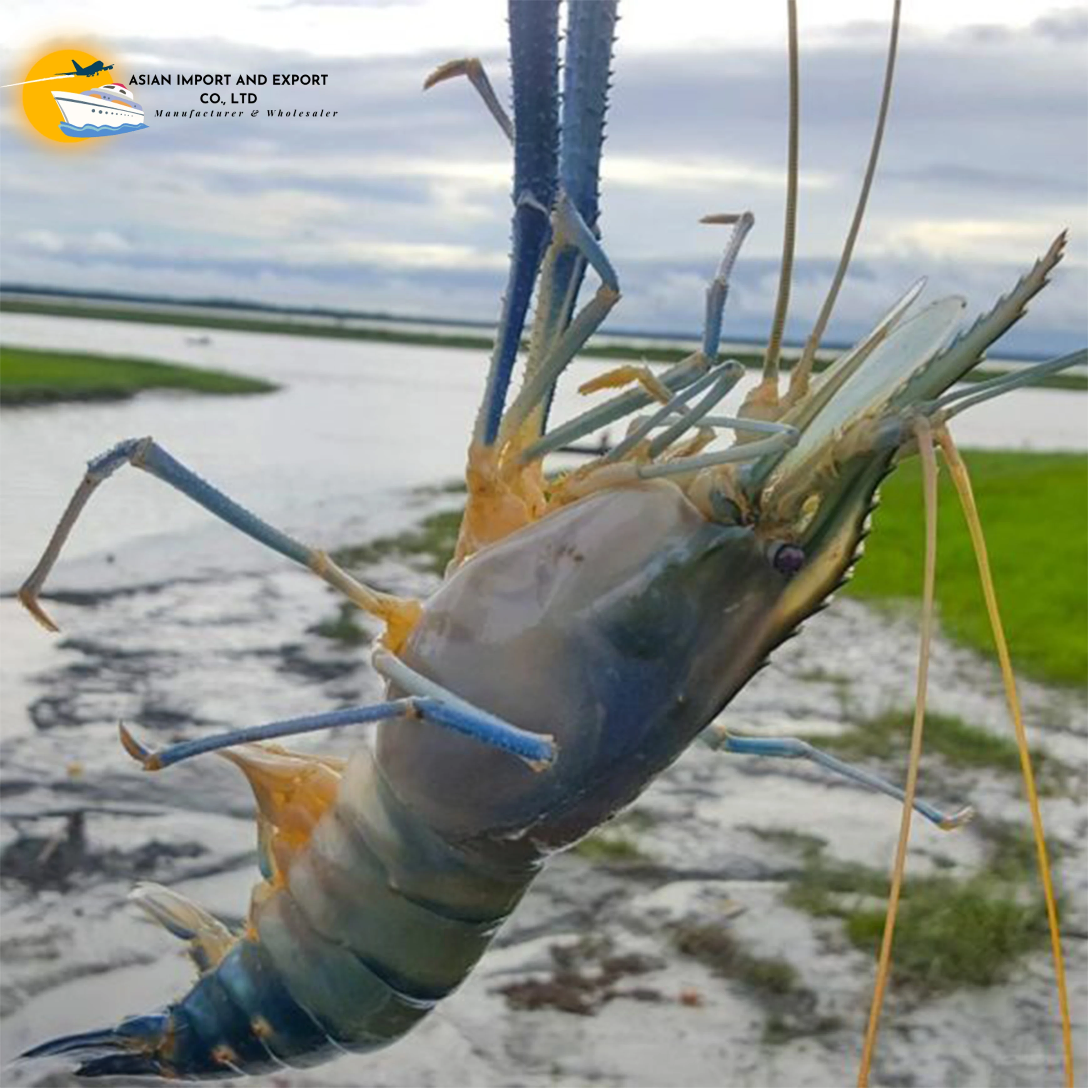 Shrimp Frozen  KOSHER Bulk Style TIME Good Packing Packaging Weight Shelf Headless Origin Latin Type Life Quality BRC