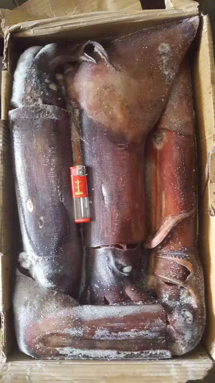 Attractive Price Calamari W/r Indian Squid Seafood black SQUID WHOLE ROUND CHINA SEAFOOD IMPORTER seafrozen squid