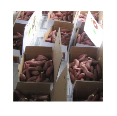 Most Searched Cleaned Organic Natural Fresh Sweet Potato