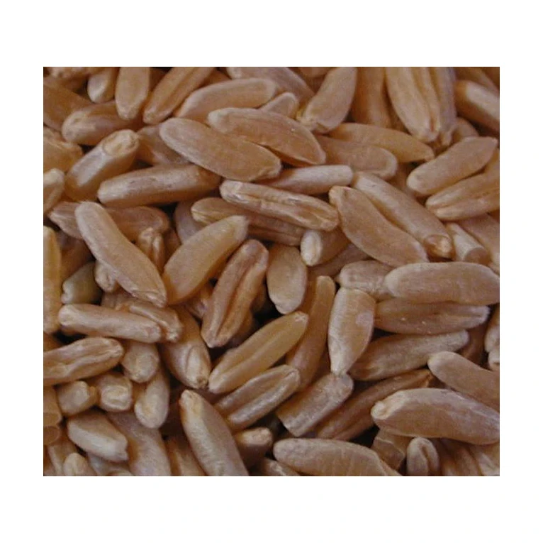 Kamut Grains Best Grade Whole Organic Soft Wheat Grains in bulk Quantities / Top Quality wheat With 100% Pure