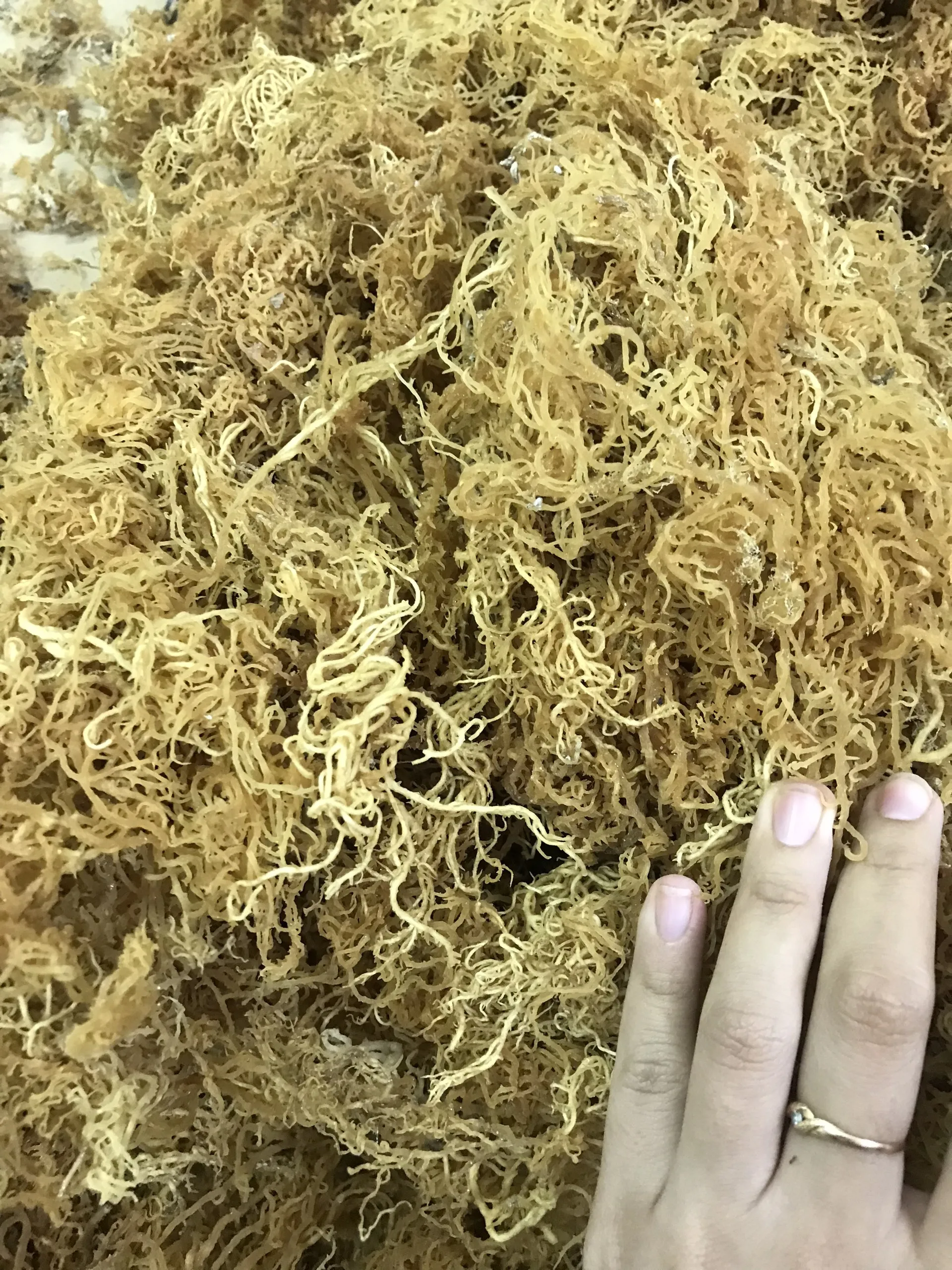 MANUFACTURER GOLD SEA  MOSS/100% Natural Wild crafted Irish Sea moss origin Ninh Thuan, Vietnam