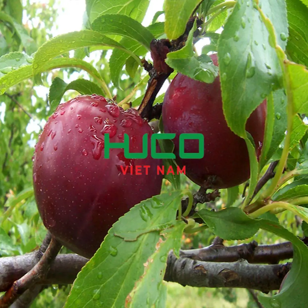New Harvest Plums Vietnam Fresh Plums Red shell Fresh Fruit Production Of Non chemicals