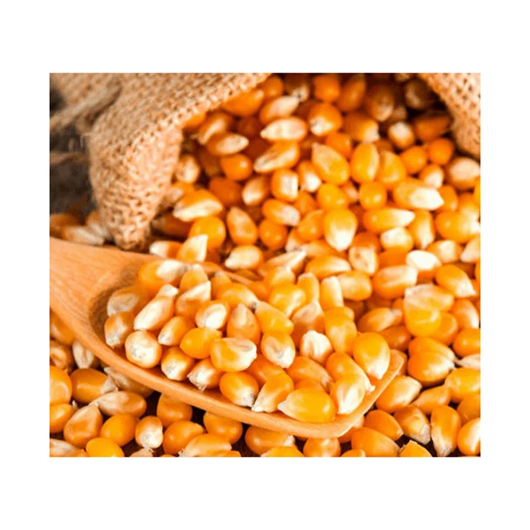 Non GMO Yellow Corn / Sweet Corn / Yellow Corn Maize for Sale in Bulk