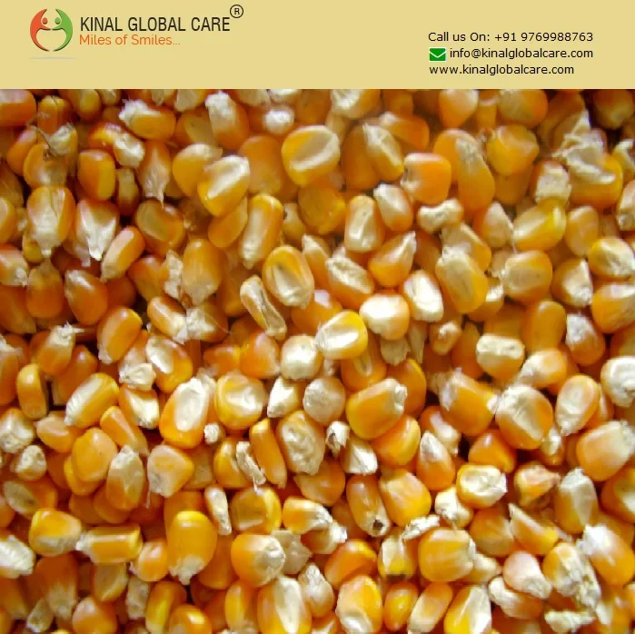 Best Price Dry Yellow Corn For Animal Feed Export Quality Discount Price for Bulk Buyer
