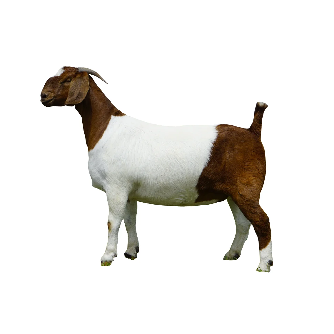 BOER GOATS Alive