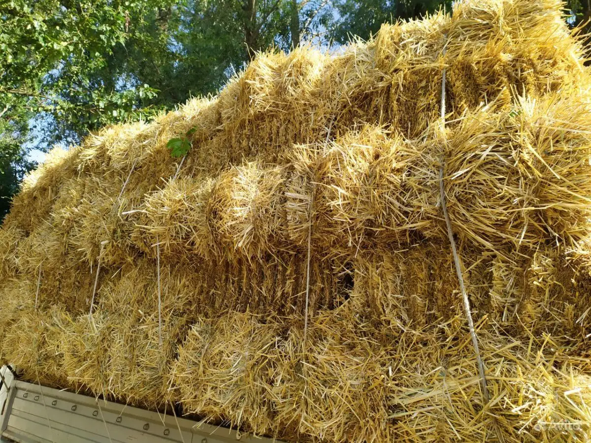 Alfafa Hay Animal Feeding Stuff Alfalfa, hay/alfalfa hay pellets Timothy Hay/ Alfafa in Bales Best Super Top Quality