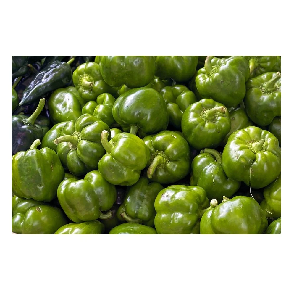 Fresh egyptian capsicum fresh bell pepper egypt high quality fresh sweet pepper cheap price 100% Natural