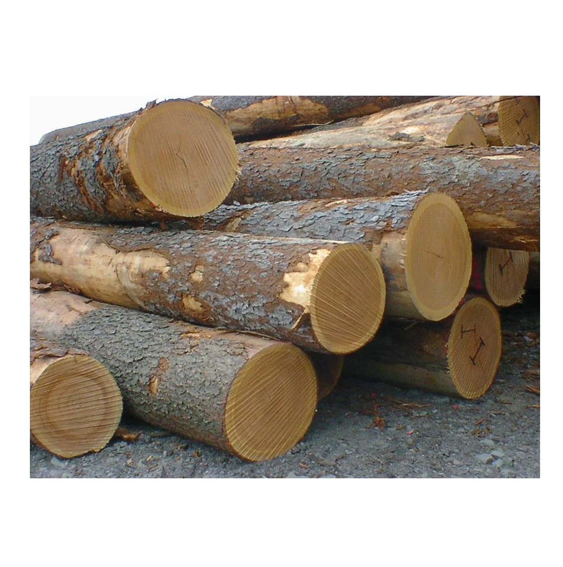 High Quality Oak Timber LOGS | Oak Wood Round Logs At Low Price