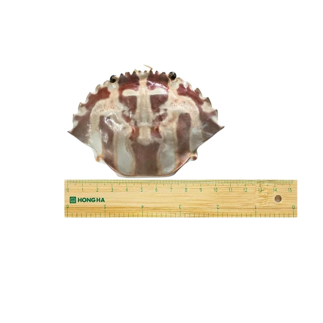 Natural Crab Shell Dried Whole Fish Tank Decorative Collection Preferential Import and Export Prices for 2024