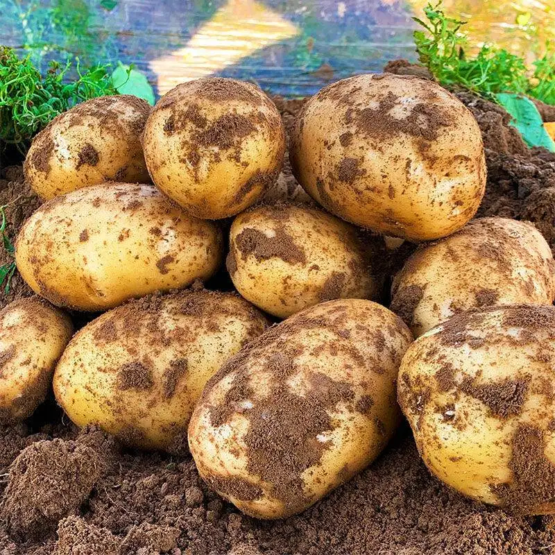Большой Размер дешевый сыпучий свежий картофель