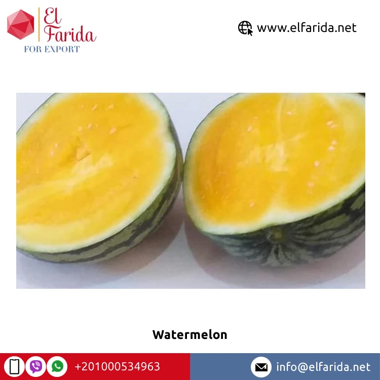 100% Natural Delicious Taste Best Quality Wholesale Egyptian Fresh Fruit Seedless Watermelon at Reliable Market Price From