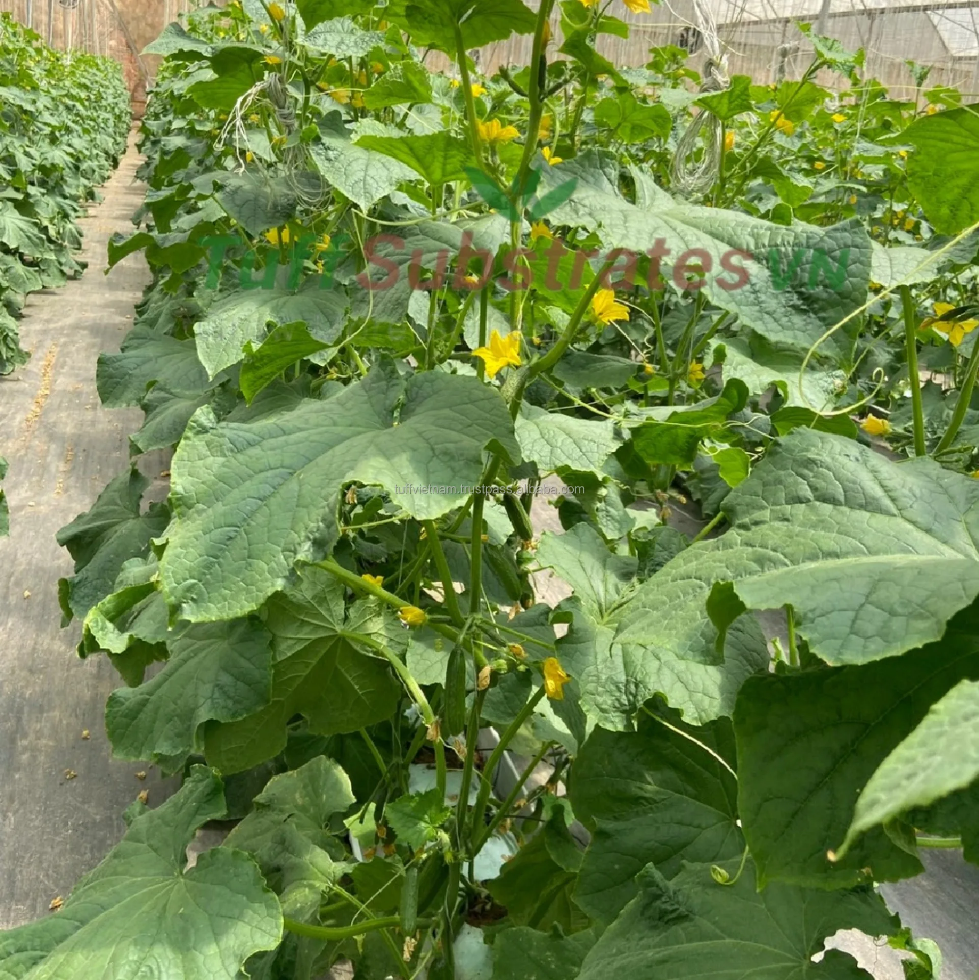 Design coconut husk ad  just table flower Strawberry melon and different Cucumber plant by 100% Organic from Producer In Vietnam